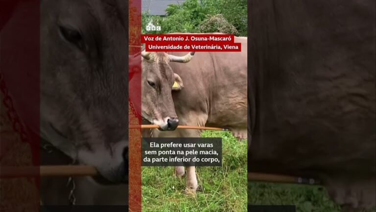 Vaca surpreende cientistas ao se coçar com vassoura
