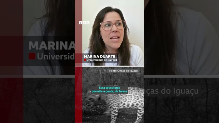 Você sabia que onças também miam? 🐆