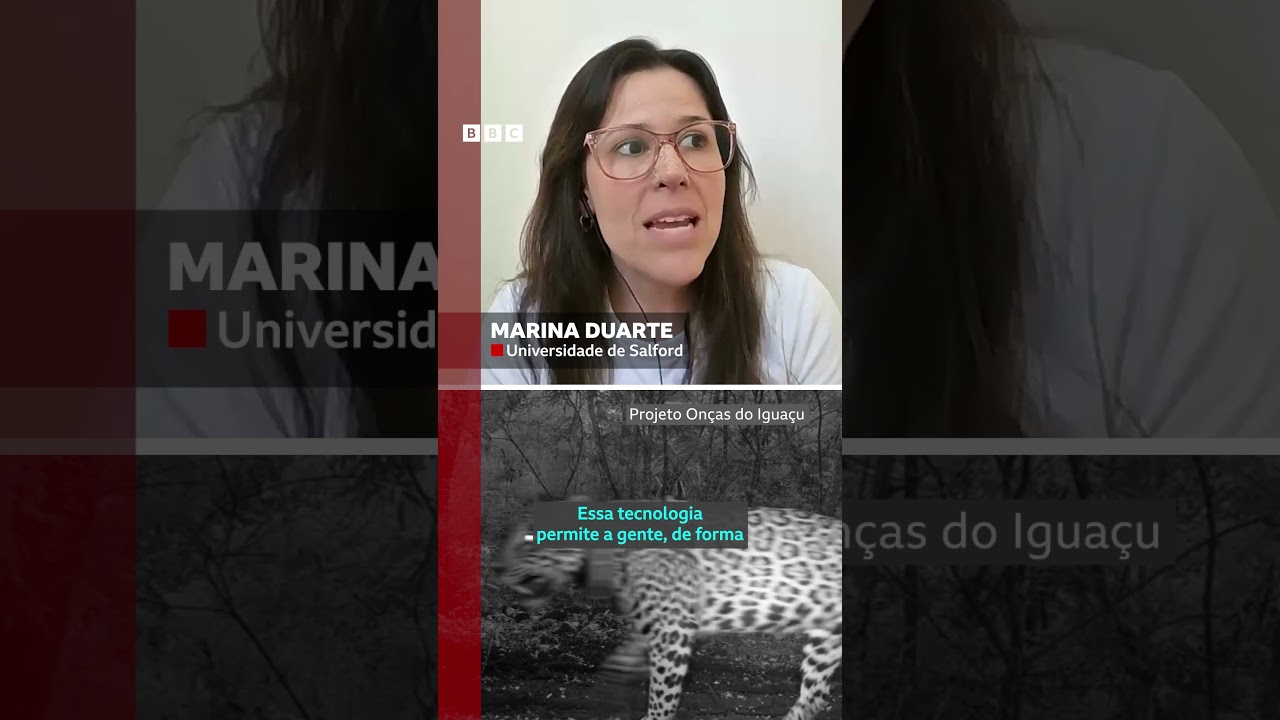 Você sabia que onças também miam? 🐆