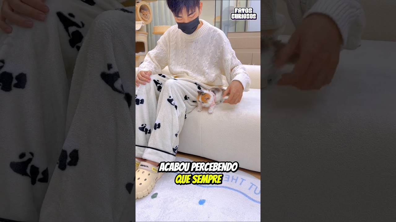 ESSE GATINHO EMOCIONOU A TODOS AO VER QUE NÃO CONSEGUIRIA PULAR DESSE SOFÁ