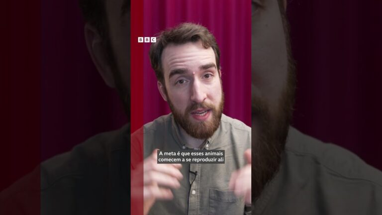 Após mais de 200 anos, araras-canindé voltam a voar no Rio