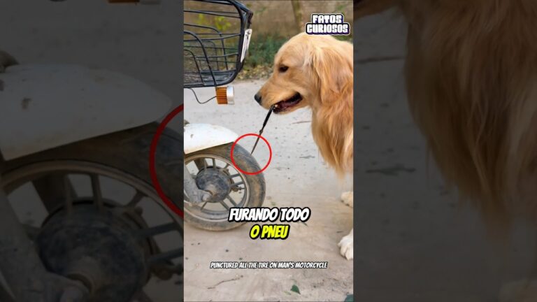 CACHORRO DA UMA LIÇÃO EM MOTOCICLISTA MAL EDUCADO