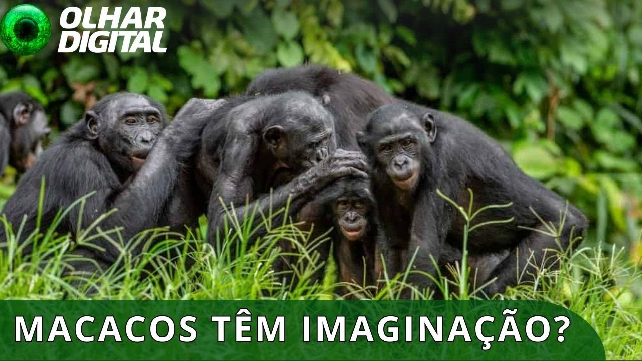 Cientistas fazem descoberta surpreendente sobre os macacos