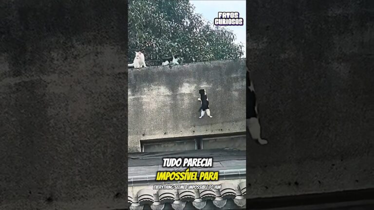 ESSE GATINHO EMOCIONOU A TODOS AO NÃO DESISTIR DIANTE DAS DIFICULDADES