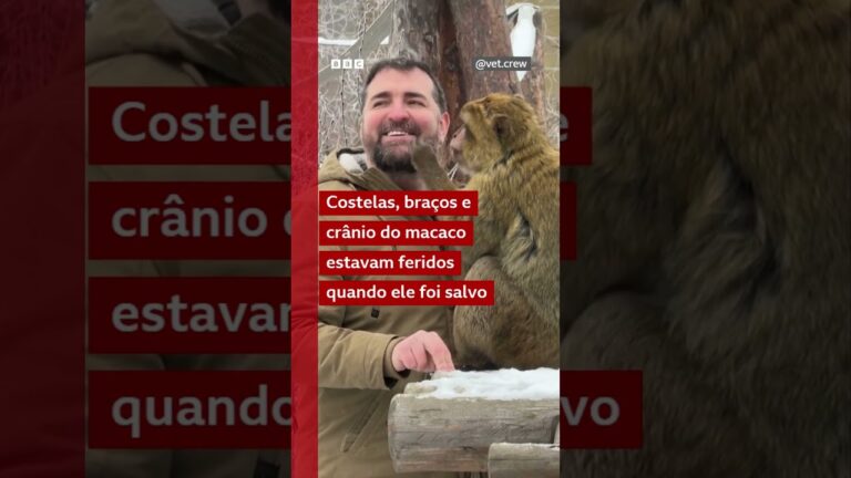 Depois de três semanas separados, macaco volta a ver o homem que o resgatou