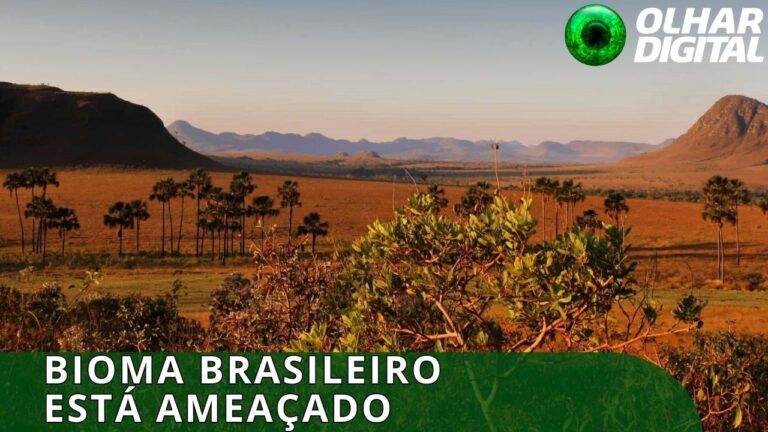 Mais da metade da vegetação nativa do Cerrado já foi perdida