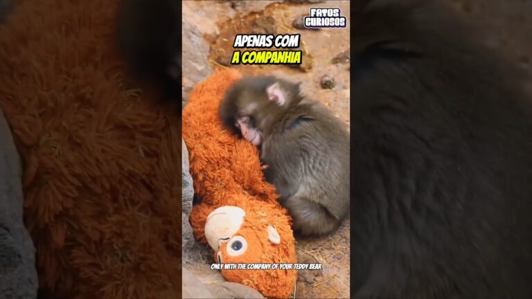 MACACO PUNCH REJEITADO PELA MÃE EMOCIONA A TODOS AO ADOTAR ESSE URSO DE PELÚCIA