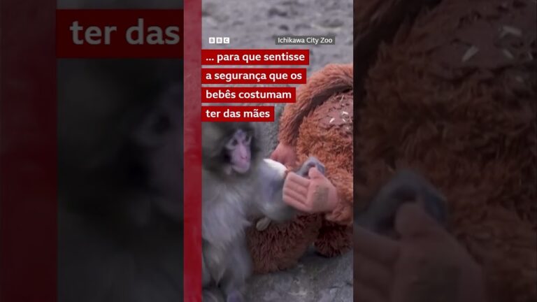 Macaco bebê abandonado pela mãe encontra conforto em orangotango de pelúcia
