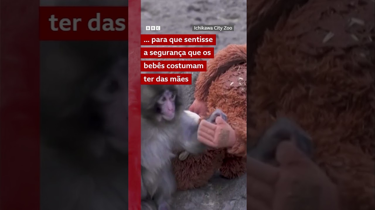 Macaco bebê abandonado pela mãe encontra conforto em orangotango de pelúcia