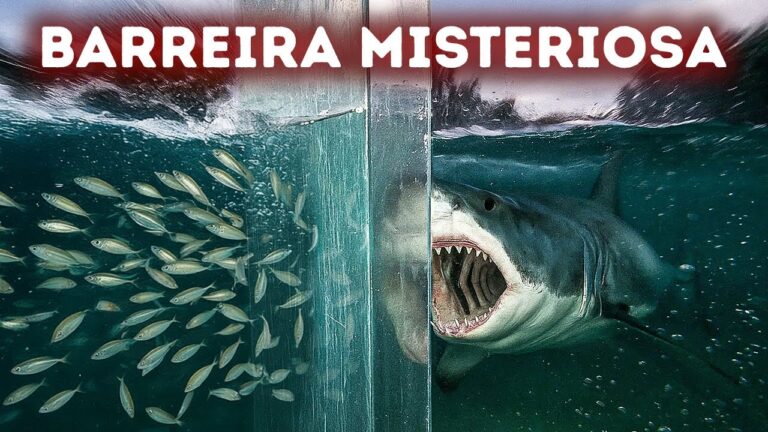 Os animais param nessa fronteira invisível - mas por quê?