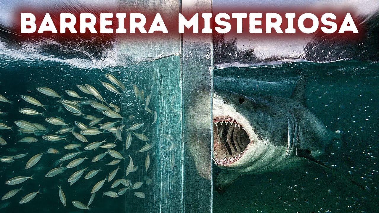 Os animais param nessa fronteira invisível - mas por quê?