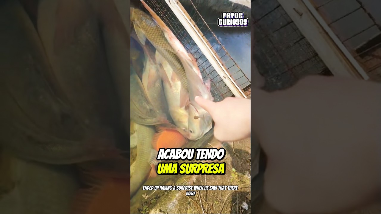PESCADOR SORTUDO ENCONTRA PEIXES NO CÓRREGO