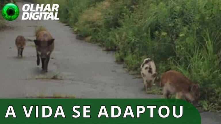 Porcos híbridos de Fukushima estão se reproduzindo em ritmo acelerado