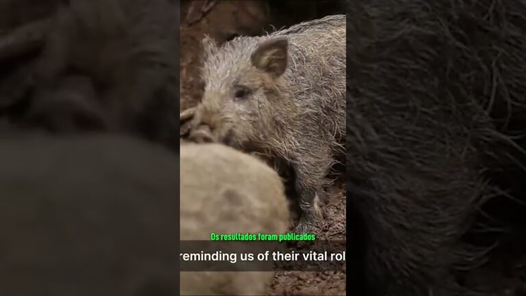 Porcos híbridos de Fukushima estão se reproduzindo em ritmo acelerado