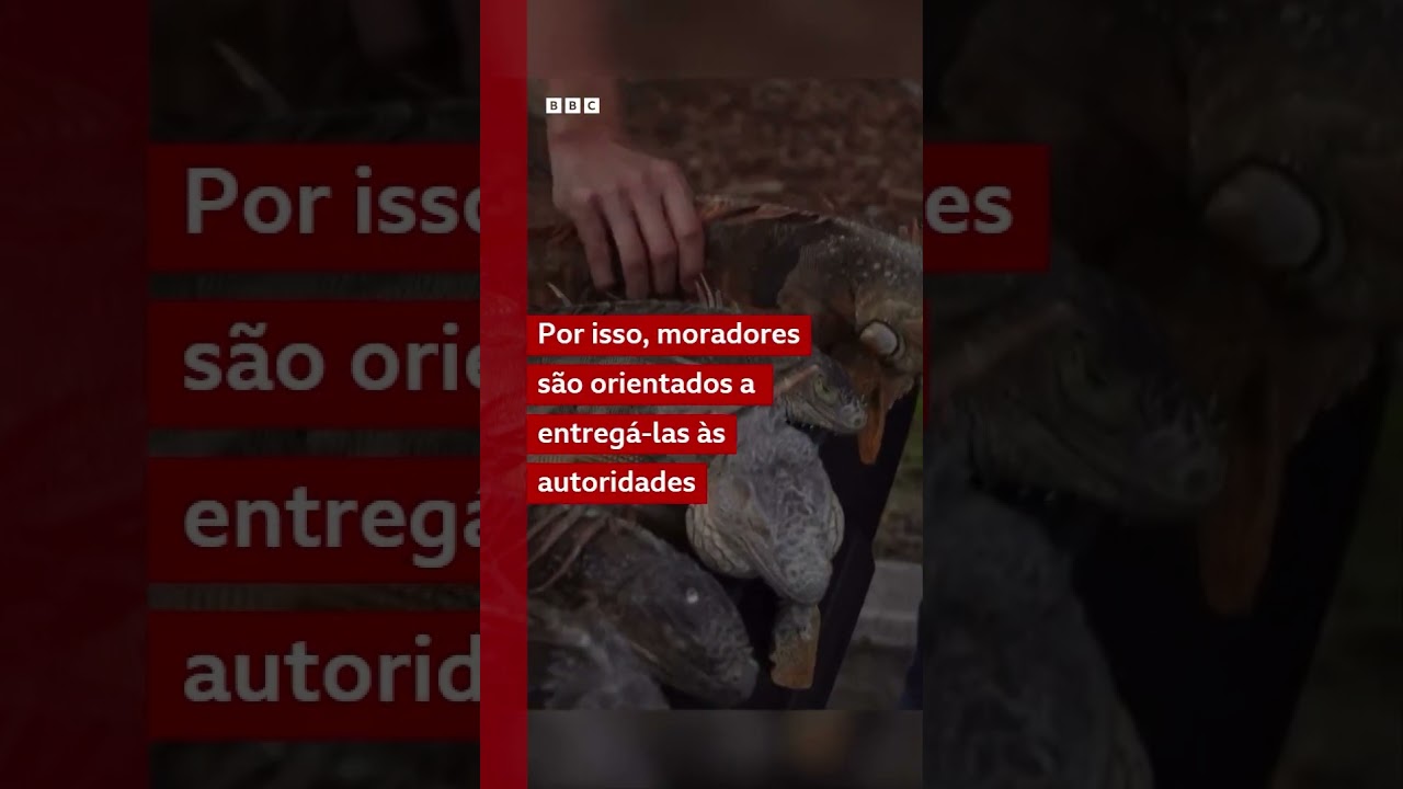 O fenômeno que explica por que iguanas estão despencando de árvores com onda de frio na Flórida