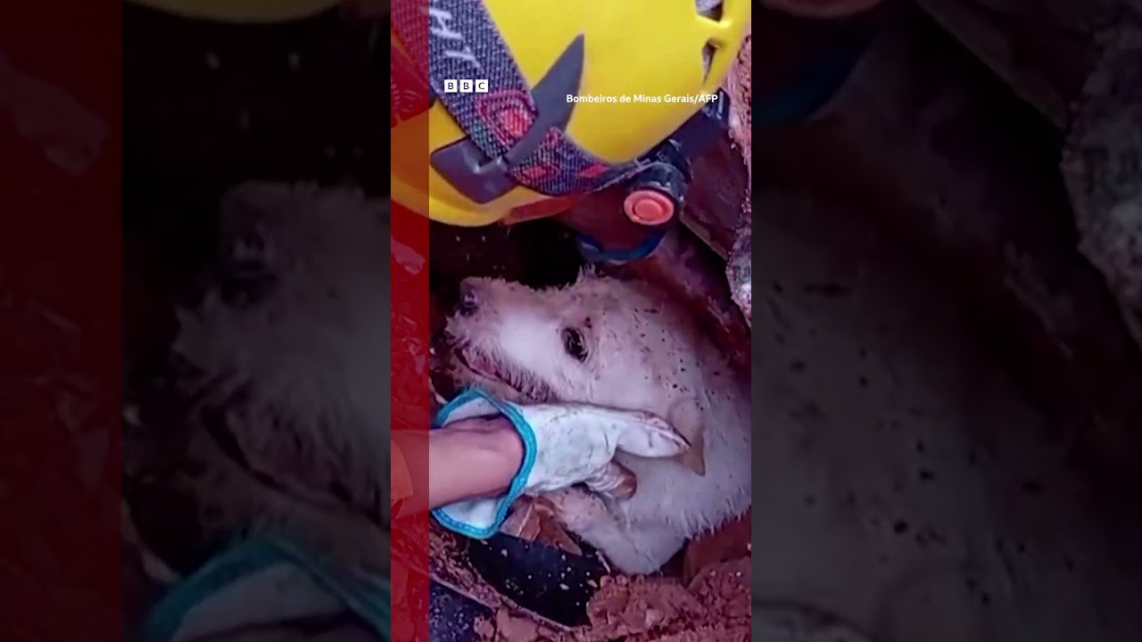 'Vem, Pumba!': o momento em que cão é resgatado de escombros em MG