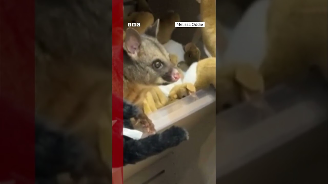 Gambá real é flagrado no meio de bichos de pelúcia em loja de aeroporto