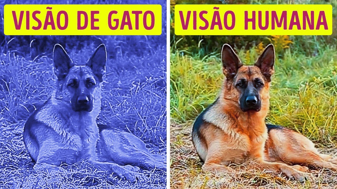 70 Fatos Sobre Animais Raros Que Vão Fazer Você Dizer: “Hã?! Isso Existe Mesmo?”