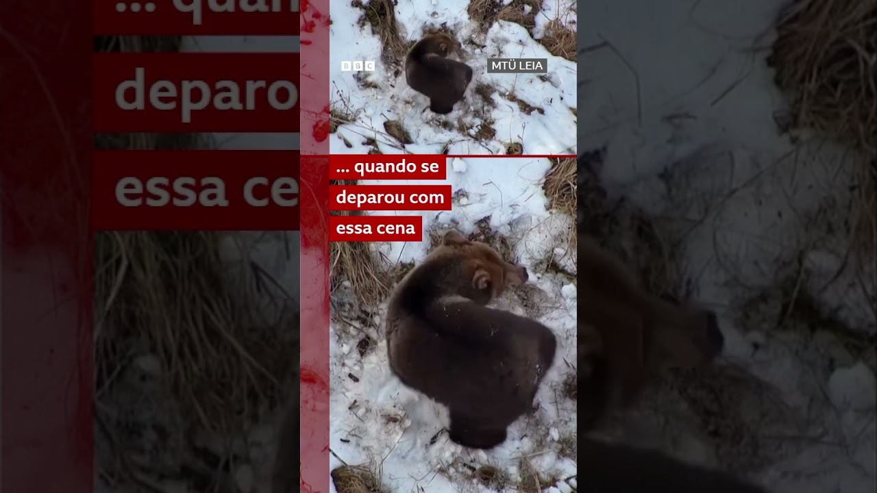 Drone de buscas registra urso acordando da hibernação