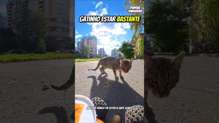 UM ATO DE BONDADE COMOVENTE! A GENEROSIDADE TROUXE A ALEGRIA DE VOLTA PARA ESSE GATINHO