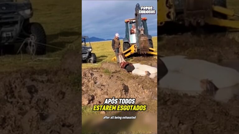 O MILAGRE QUE NINGUÉM ACREDITAVA SER POSSÍVEL! Uma luta desesperada por uma vida 🐎🙏