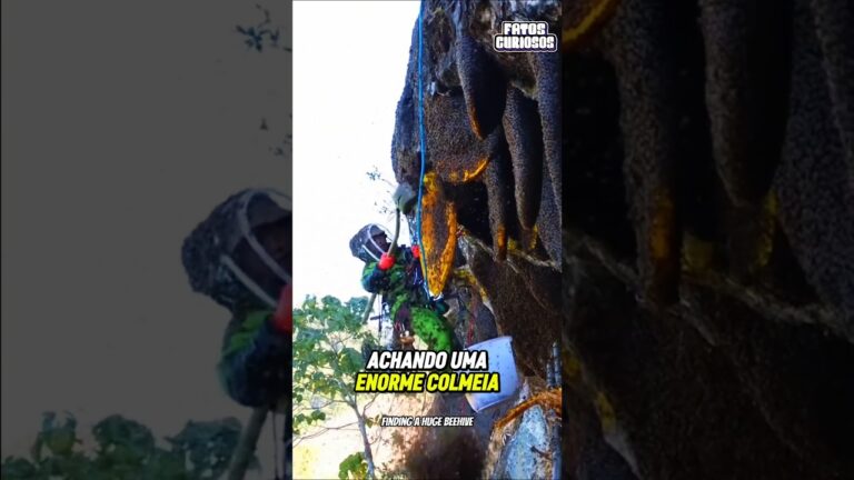 ESSE HOMEM ENCONTROU UMA ENORME COLMEIA DE ABELHA