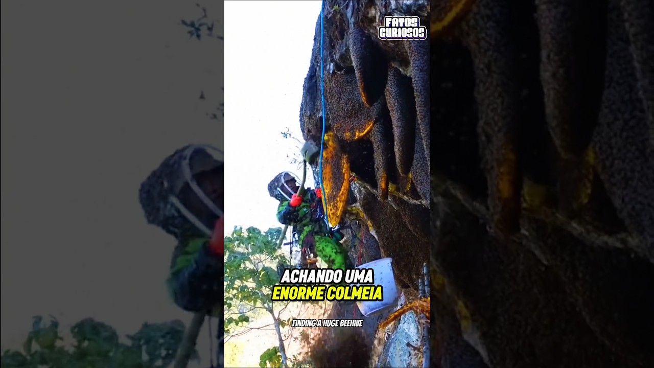 ESSE HOMEM ENCONTROU UMA ENORME COLMEIA DE ABELHA