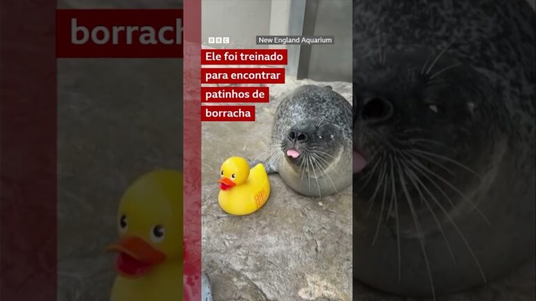 Foca viraliza por seu amor por patinhos de borracha