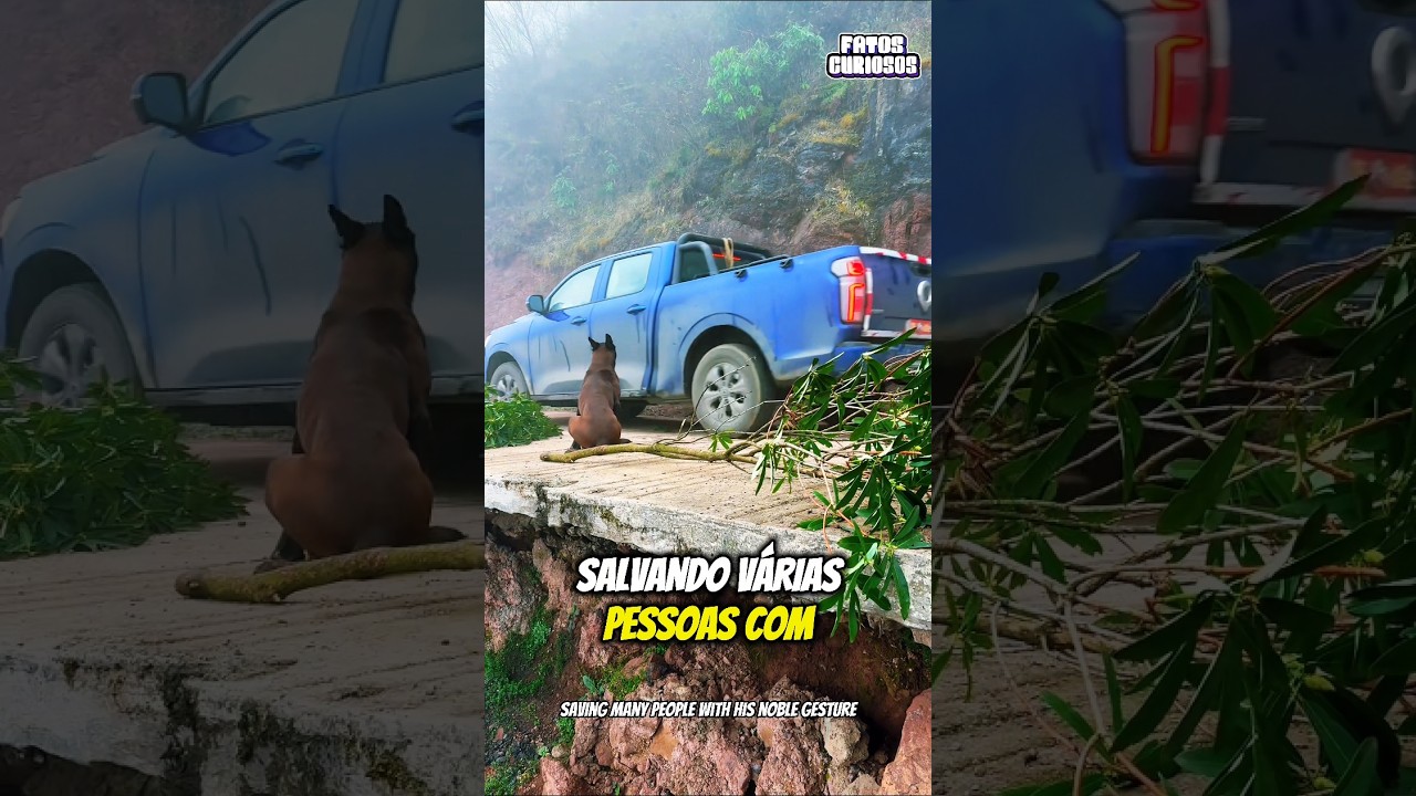 CACHORRINHO HEROI NÃO HESITOU EM AGIR DIANTE DO PERIGO SALVANDO A VIDA SE TODOS