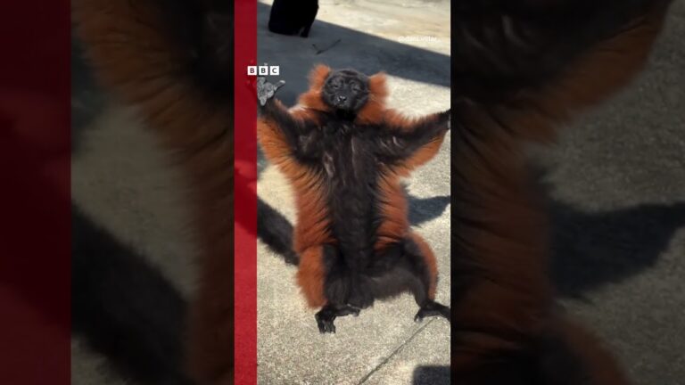 Lêmure viraliza ao tomar sol, hábito que ajuda a regular a temperatura do corpo