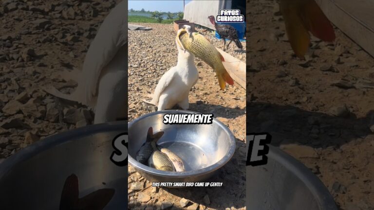 O ROUBO MAIS INACREDITÁVEL! Ele pescou o dia todo e aconteceu ISSO... 🎣🐦