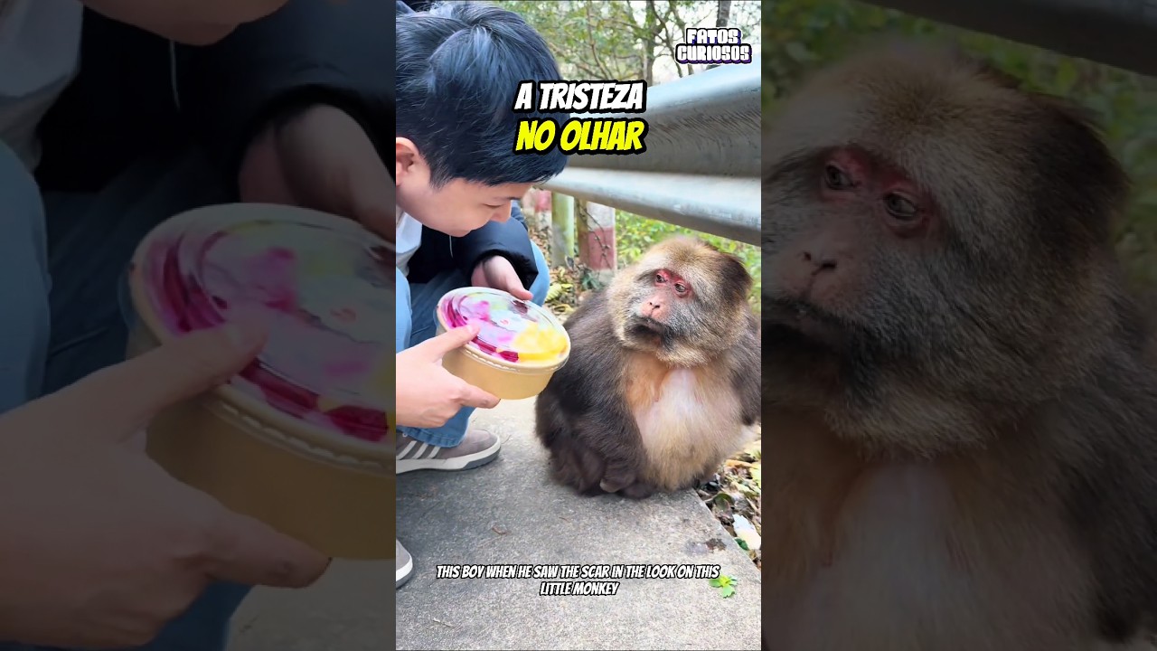 O GESTO SIMPLES DESSE GAROTO MUDOU O DIA DESSE MACAQUINHO QUE HAVIA SIDO REJEITADO