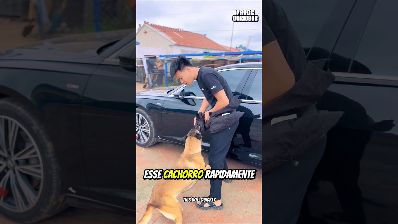 O NOBRE ATO DE HEROÍSMO DESSE CACHORRO SALVOU A VIDA DO FILHO DO SEU DONO