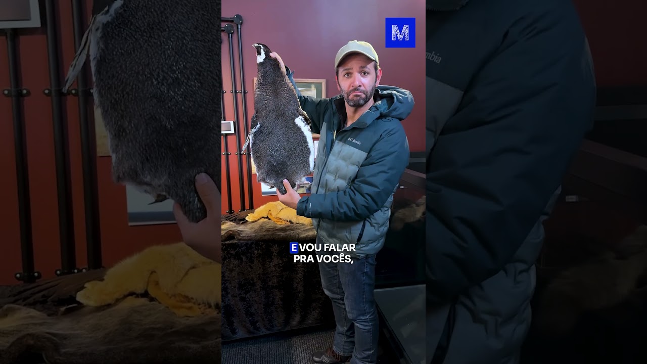 PINGUIM é FOFO de VERDADE?