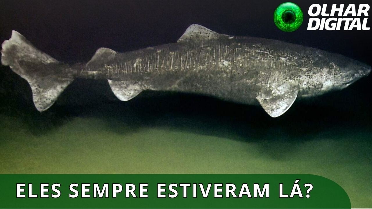 Registrado inédito é feito nas profundezas da Antártida