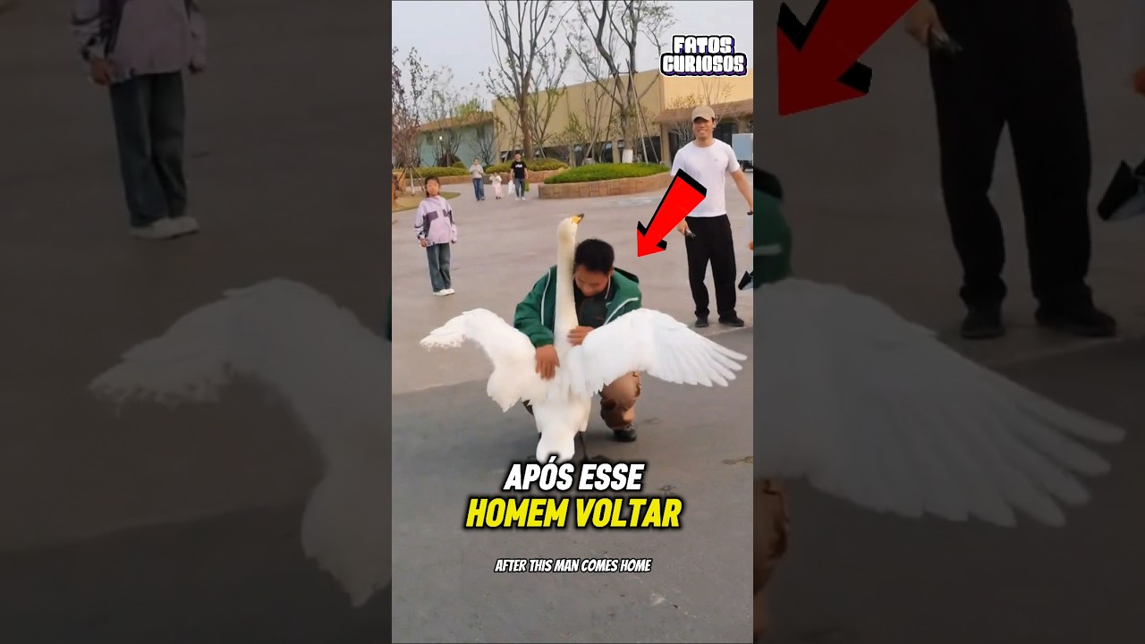ELE VOLTOU APÓS ANOS E A REAÇÃO DESSE GANSO PAROU A INTERNET ! 😭🦢