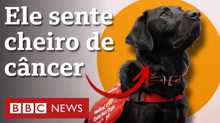 ‘Super-faro’: os cachorros treinados para 'diagnosticar' câncer e outras doenças