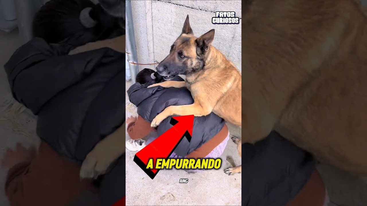 A ATITUDE HEROICA DESSE CACHORRO EMOCIONOU A TODOS AO SALVAR SUA DONA