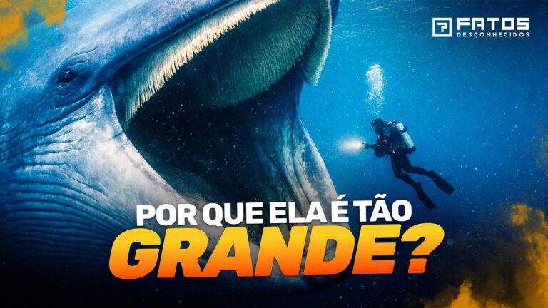 As baleias-azuis não deveriam existir. Então, por que existem?