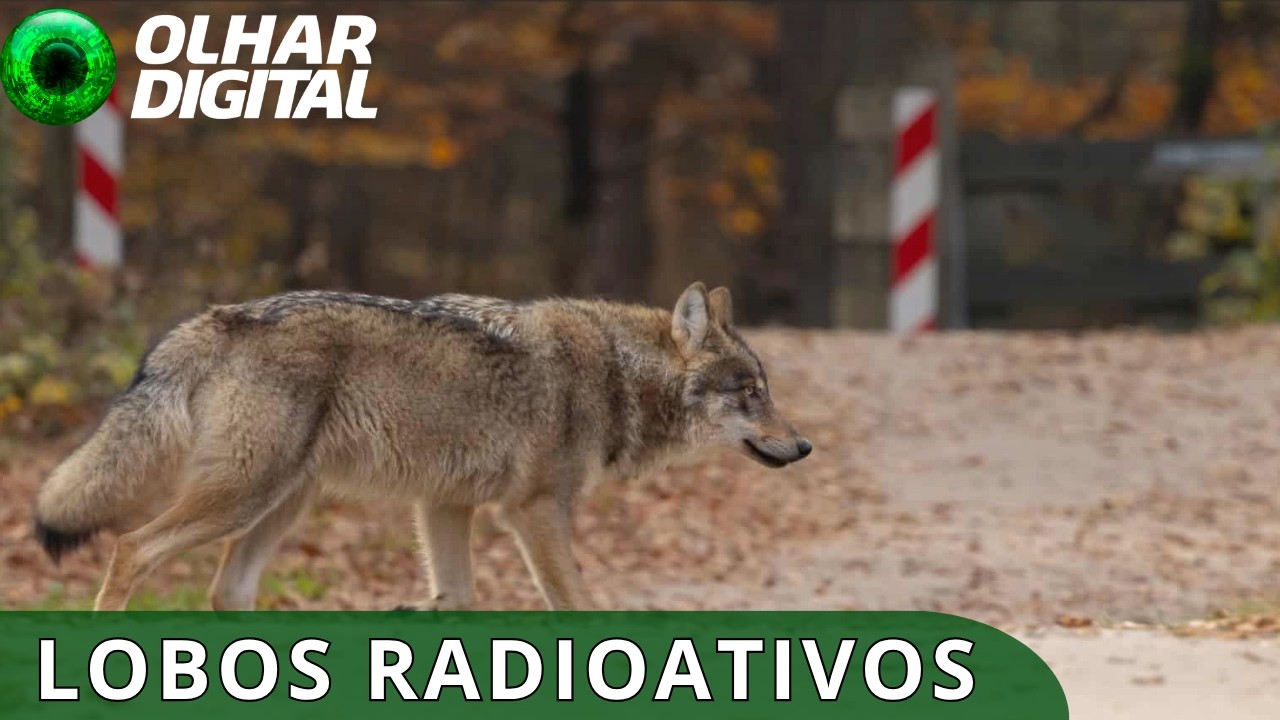 Como lobos de Chernobyl podem ajudar no estudo do câncer