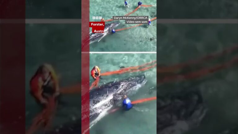 Depois de dias de trabalho intenso, baleia libertada na Austrália