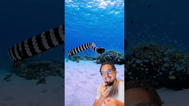 Esse aparelho vai fazer as ondas do mar virarem energia limpa