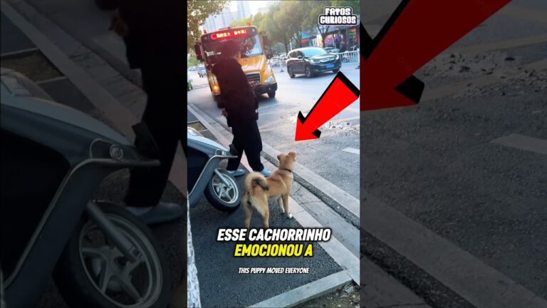 O NOBRE GESTO DESSE CACHORRINHO AO ESPERAR O FILHO DO SEU DONO EMOCONOU A TODOS