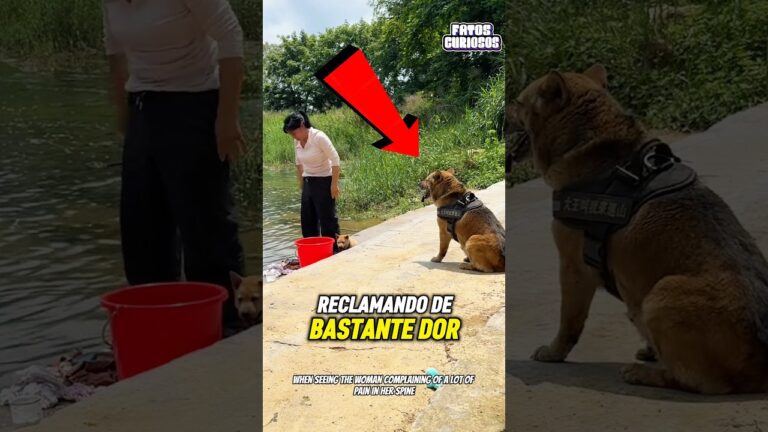 ELE PERCEBEU A DOR DELA E FEZ O QUE NENHUM HUMANO FARIA 😭🐾