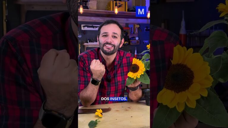 O GIRASSOL NÃO é uma FLOR!