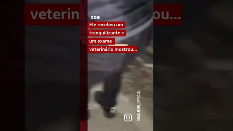 Lobinho fugitivo da Coreia do Sul é encontrado após nove dias de buscas