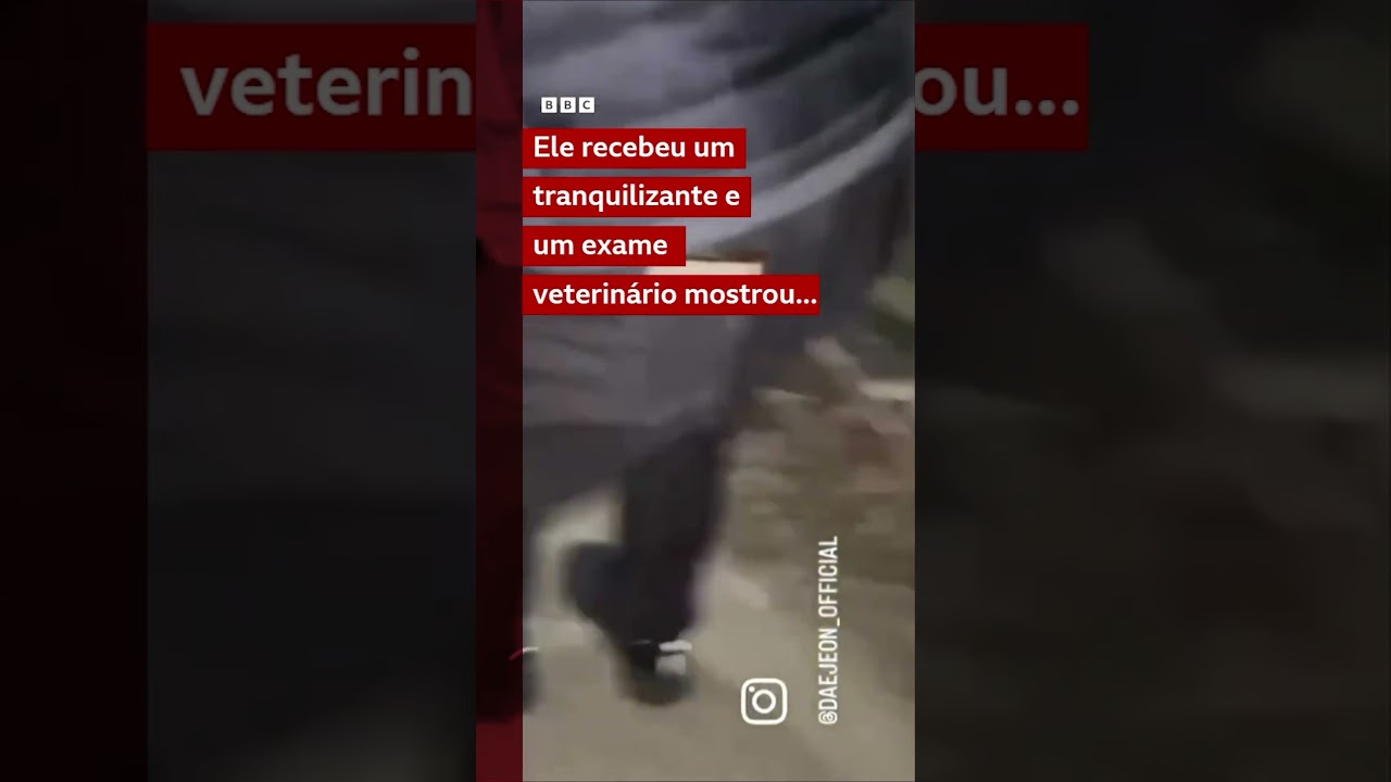 Lobinho fugitivo da Coreia do Sul é encontrado após nove dias de buscas