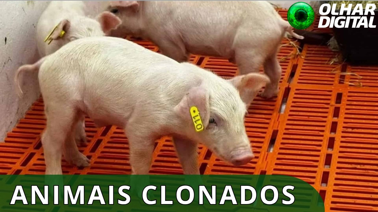 Primeiro clone suíno da América Latina nasce em SP