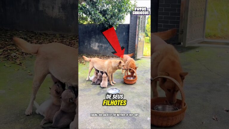 ELE ESTAVA COM FOME, MÁS O QUE FEZ COM O FRANGO DEIXOU SEU DONO EM LÁGRIMAS! 😭🍗