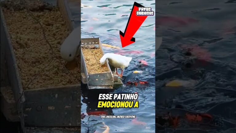 ELE PERCEBEU QUE OS PEIXES TINHAM FOME E FEZ O IMPENSÁVEL! 😭🐟